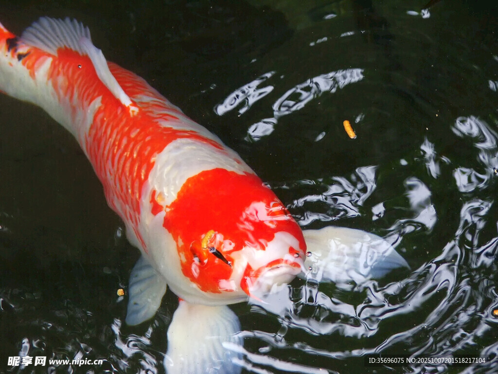 池塘中的红白锦鲤