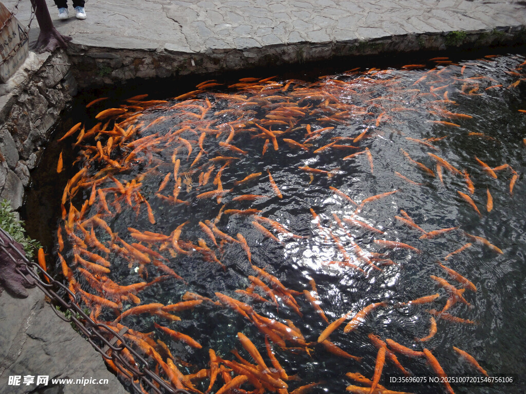 池中群集的鲜艳橙色锦鲤