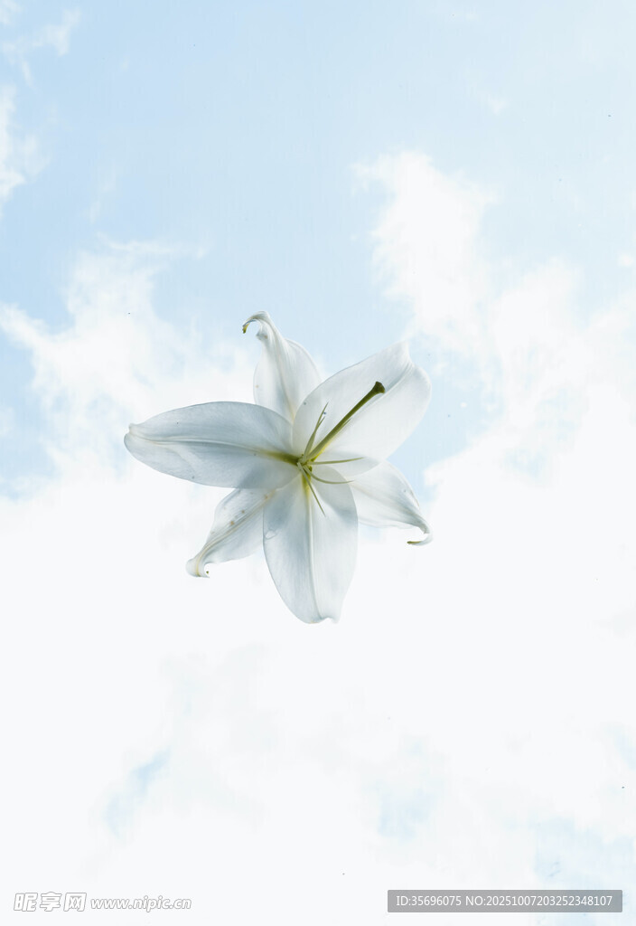 百合花