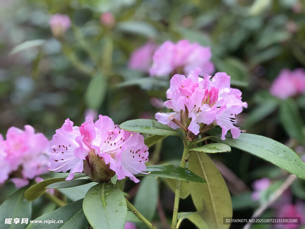 娇艳粉色杜鹃花绽放