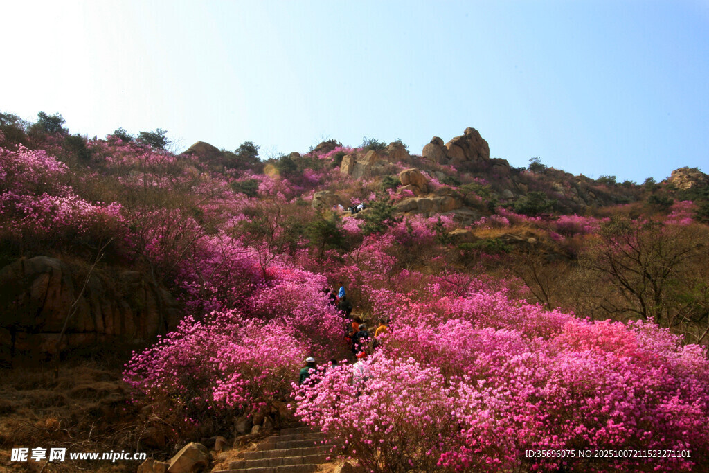 漫山绽放的绚烂粉色花朵