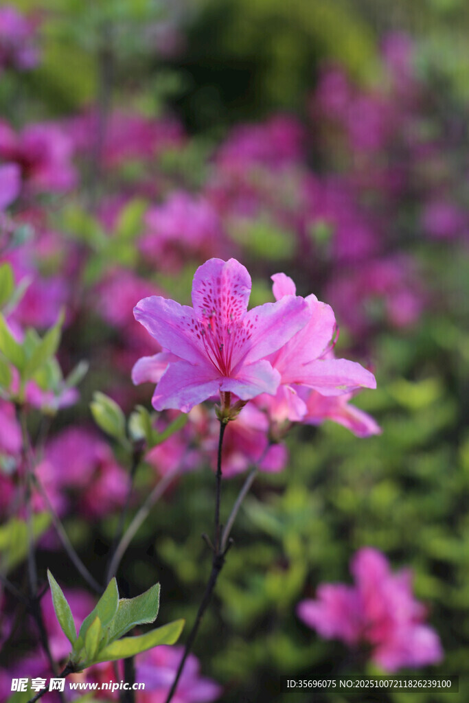 娇艳盛开的粉色杜鹃花