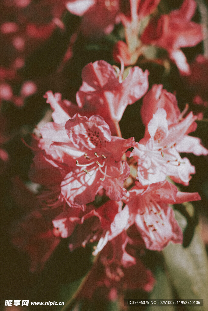 娇艳红白相间花卉特写