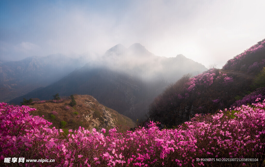 山间烂漫盛开的粉艳花丛