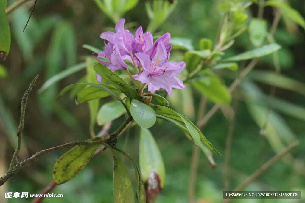 绽放的紫色杜鹃花