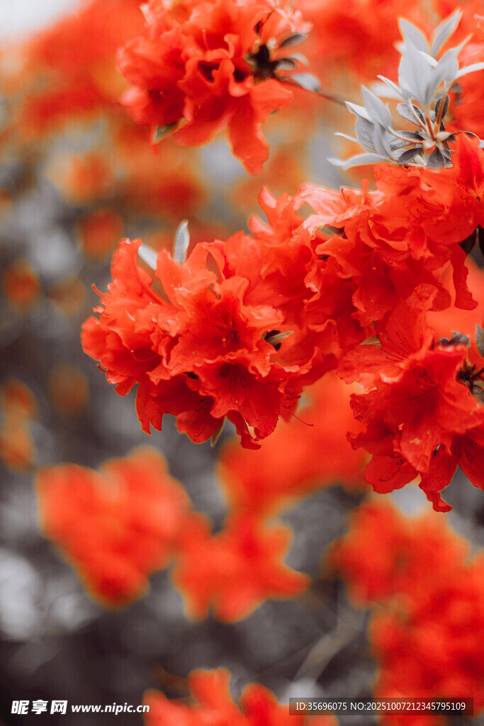 鲜艳火红杜鹃花绽放