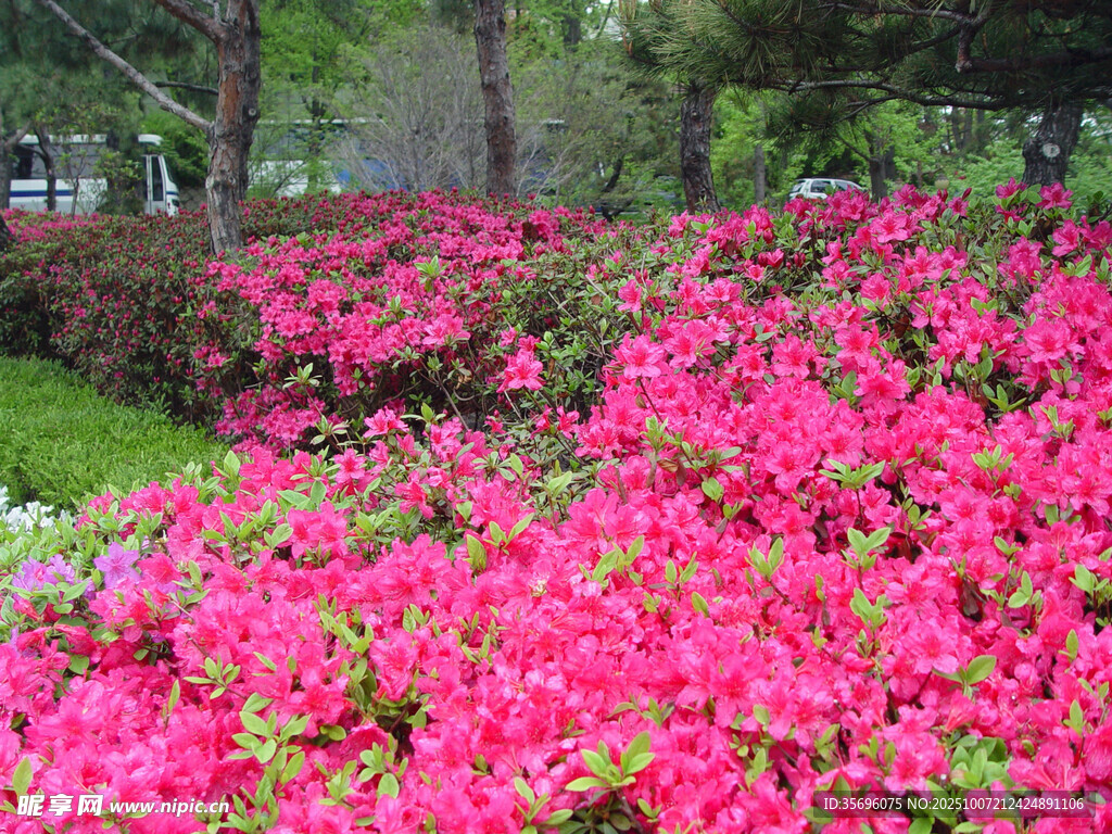 烂漫杜鹃花海盛放