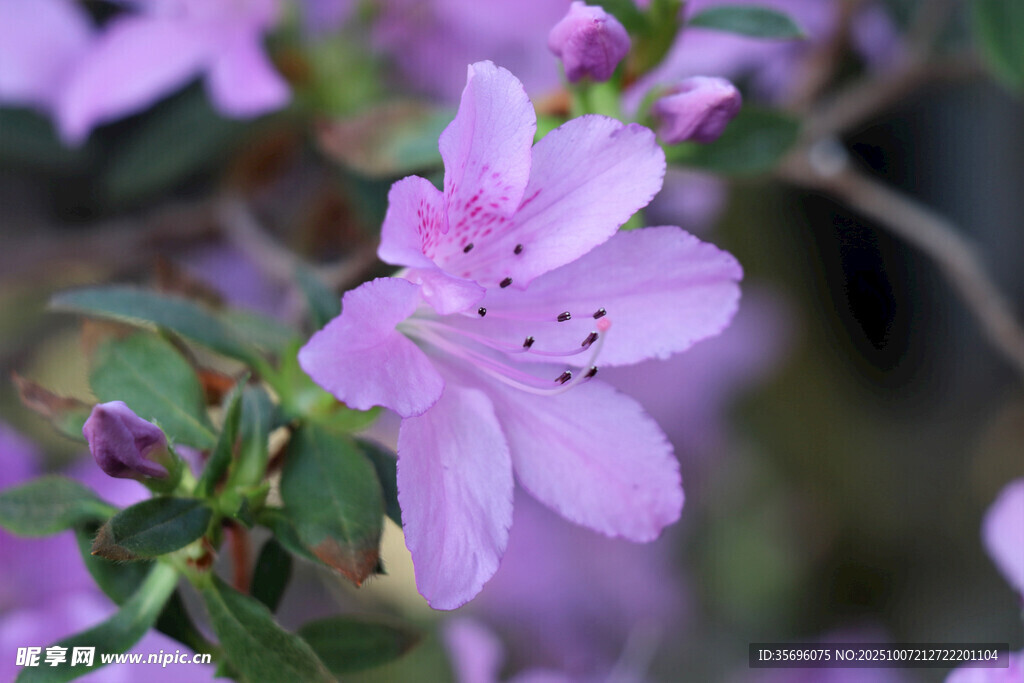淡紫色杜鹃花特写