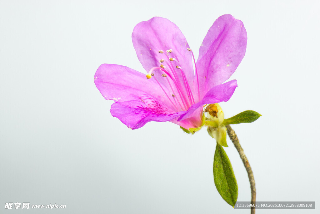 娇艳粉色花朵特写