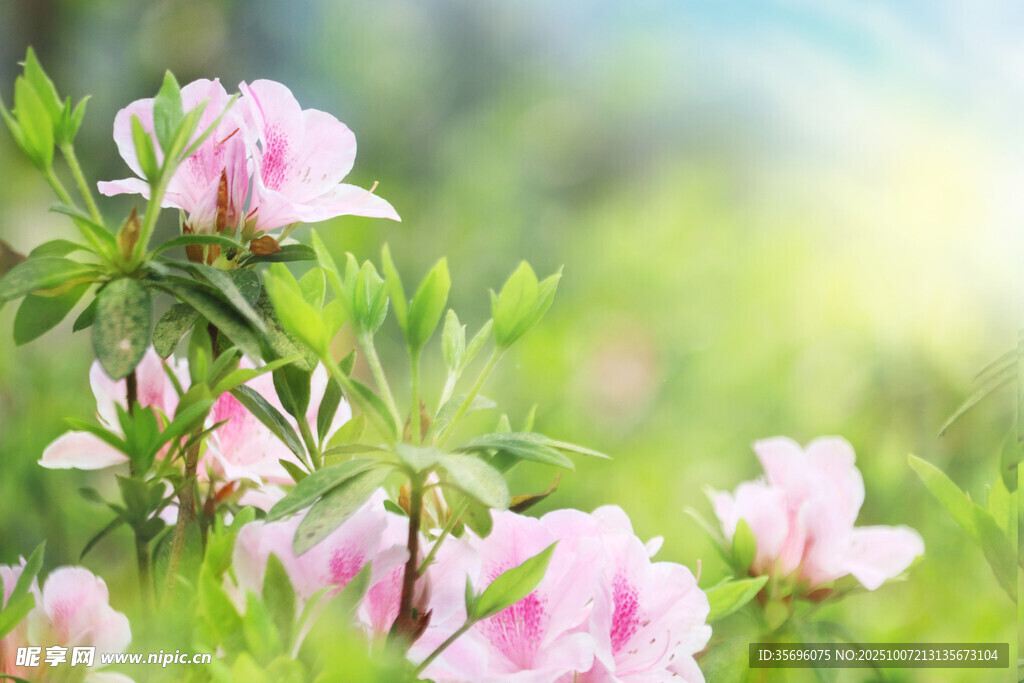 粉色杜鹃花绽放于绿野