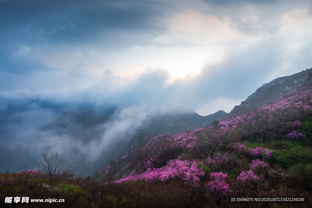 云雾中绽放的烂漫山花