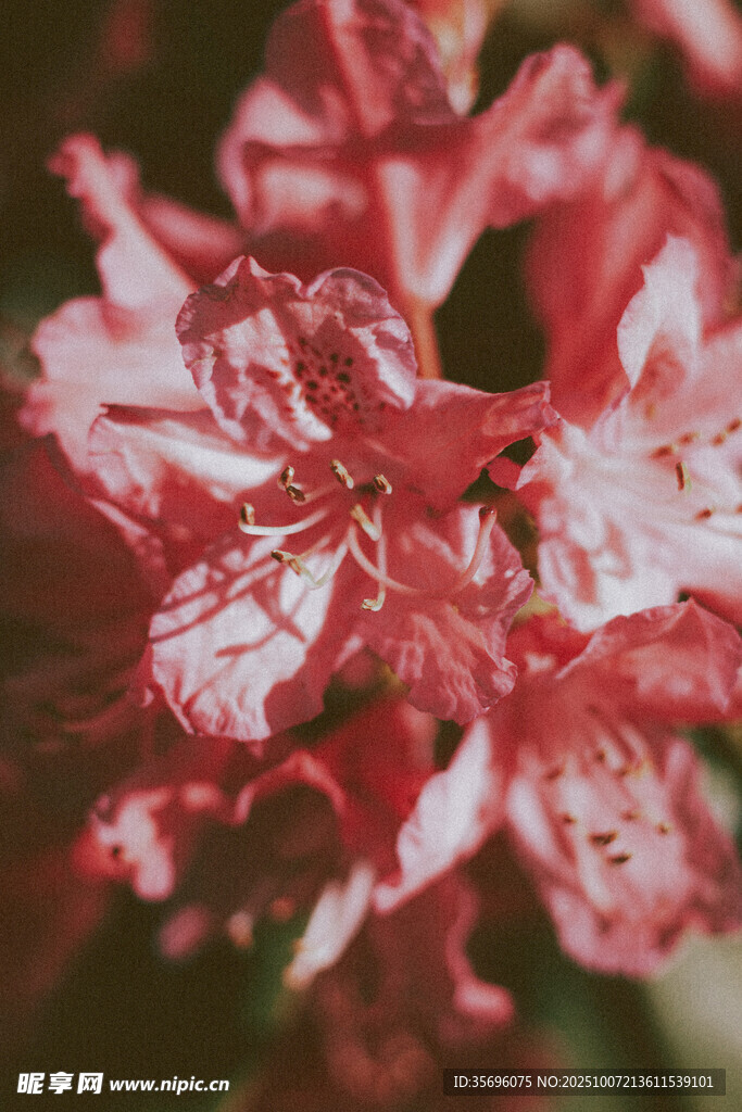 娇艳红色花卉特写