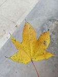 地面上的一片黄色枫叶