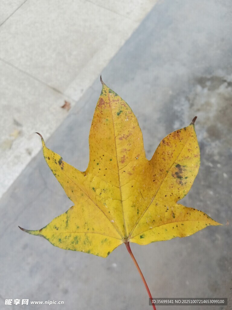 地面上的一片黄色枫叶