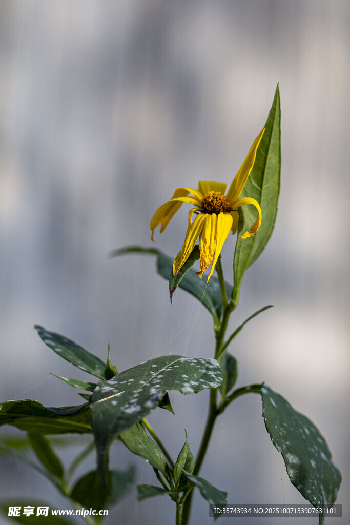 雨中绽放的黄色小花
