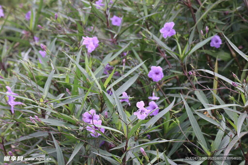 蓝花草