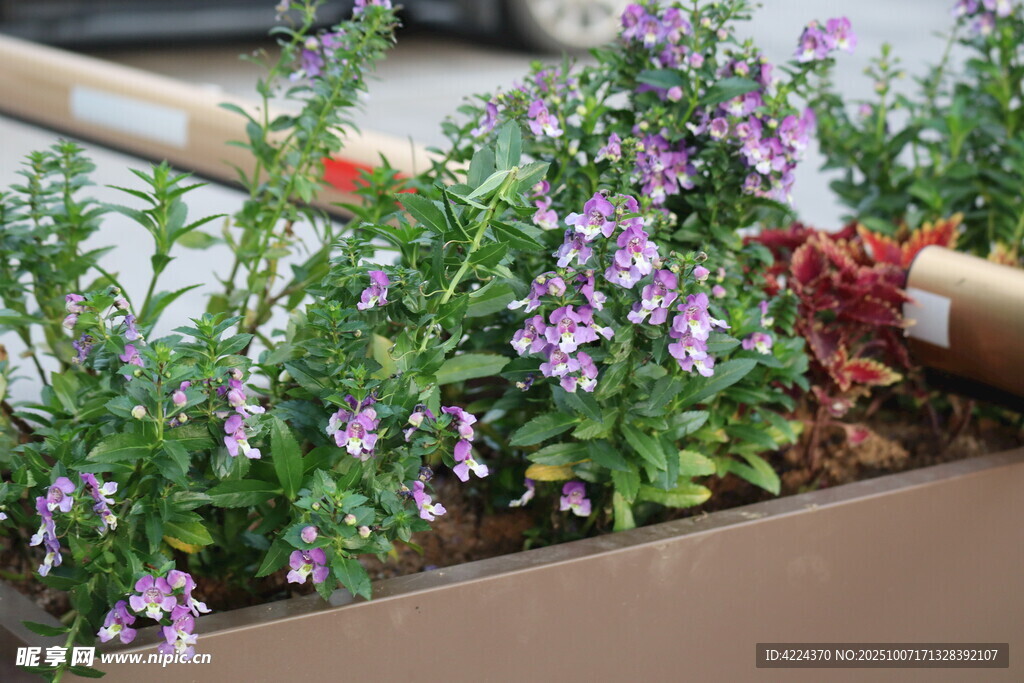 天使花