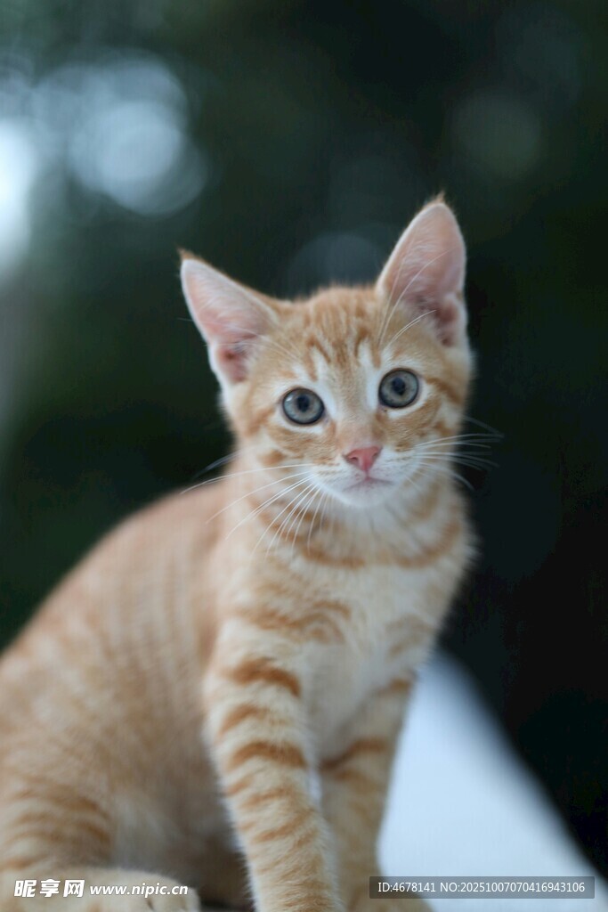 可爱橘色小猫乖巧模样