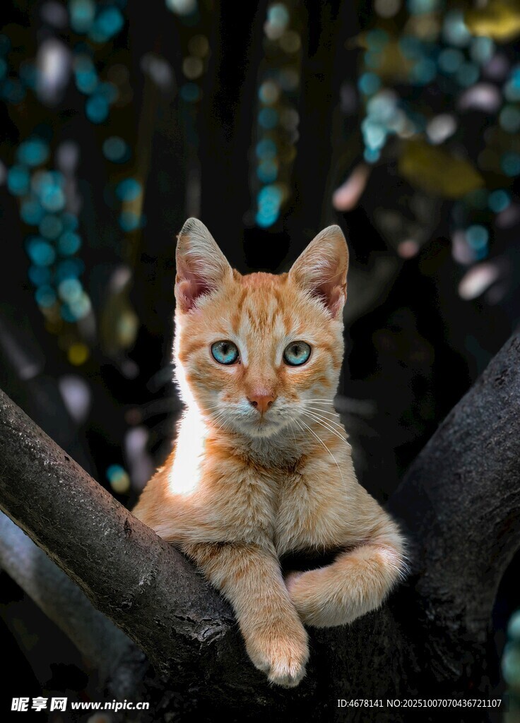 树上可爱小猫咪