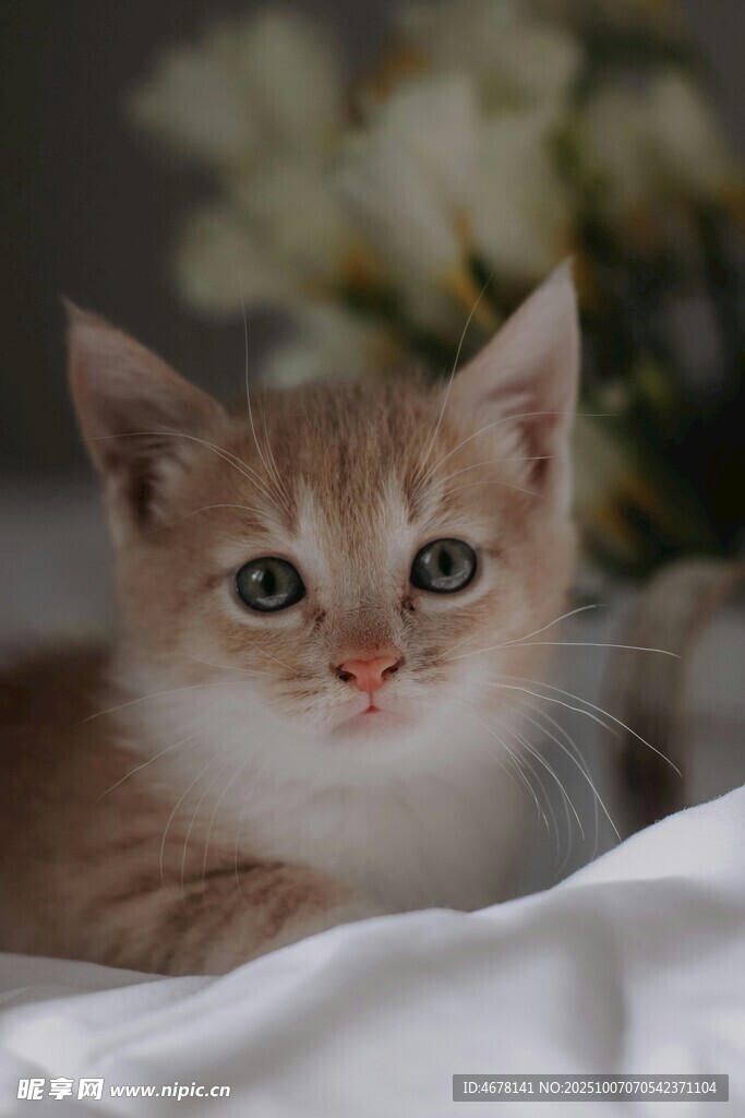 可爱小猫咪趴卧在布上