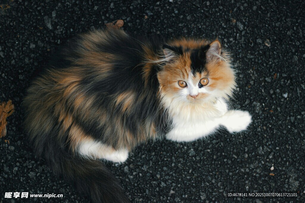 三色长毛猫趴地休憩