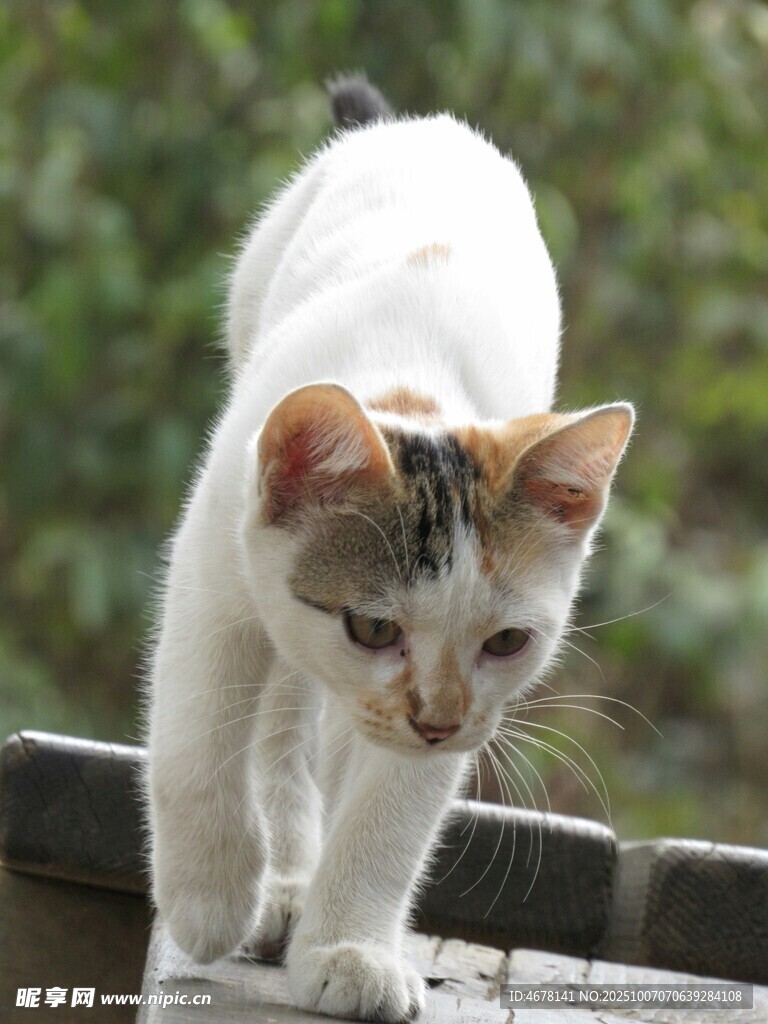 可爱小猫专注行走