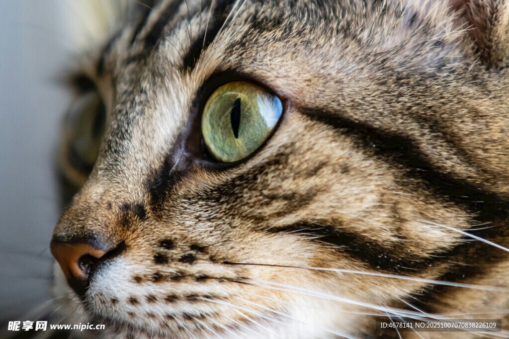 绿眼斑纹猫特写