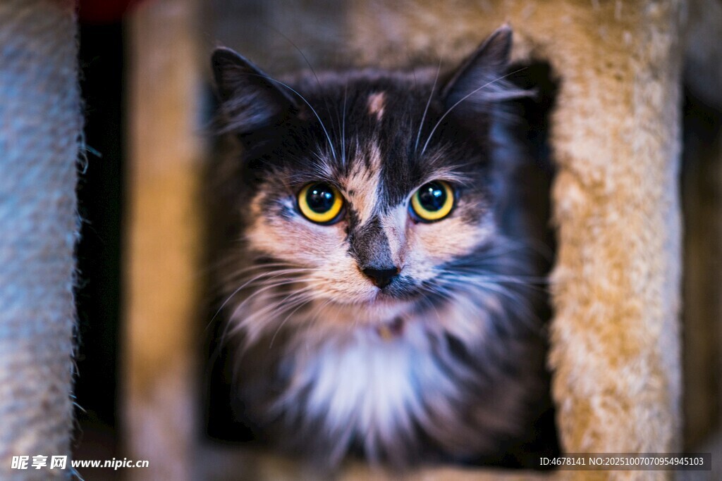 可爱长毛猫从洞孔窥视
