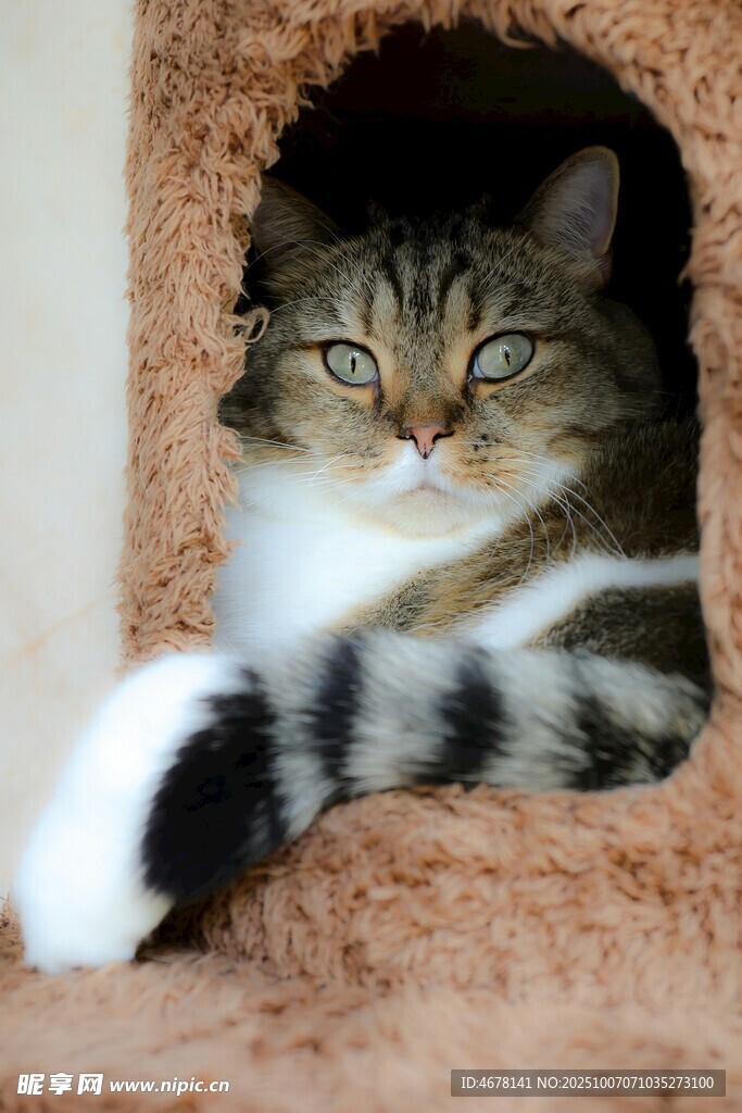 猫咪惬意栖于毛绒猫窝