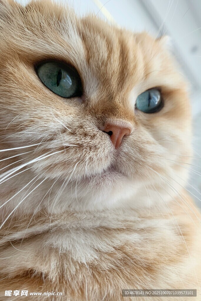 蓝眼橘猫的可爱瞬间