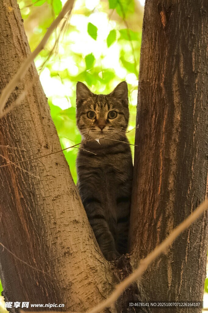 树干间的可爱猫咪