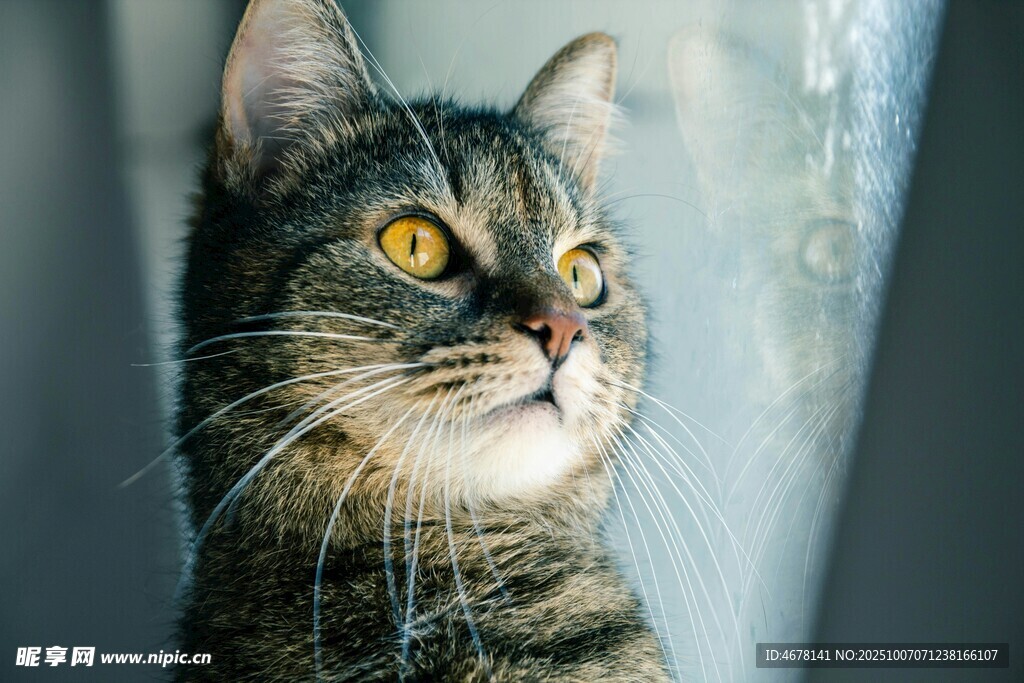 凝视的斑纹猫咪