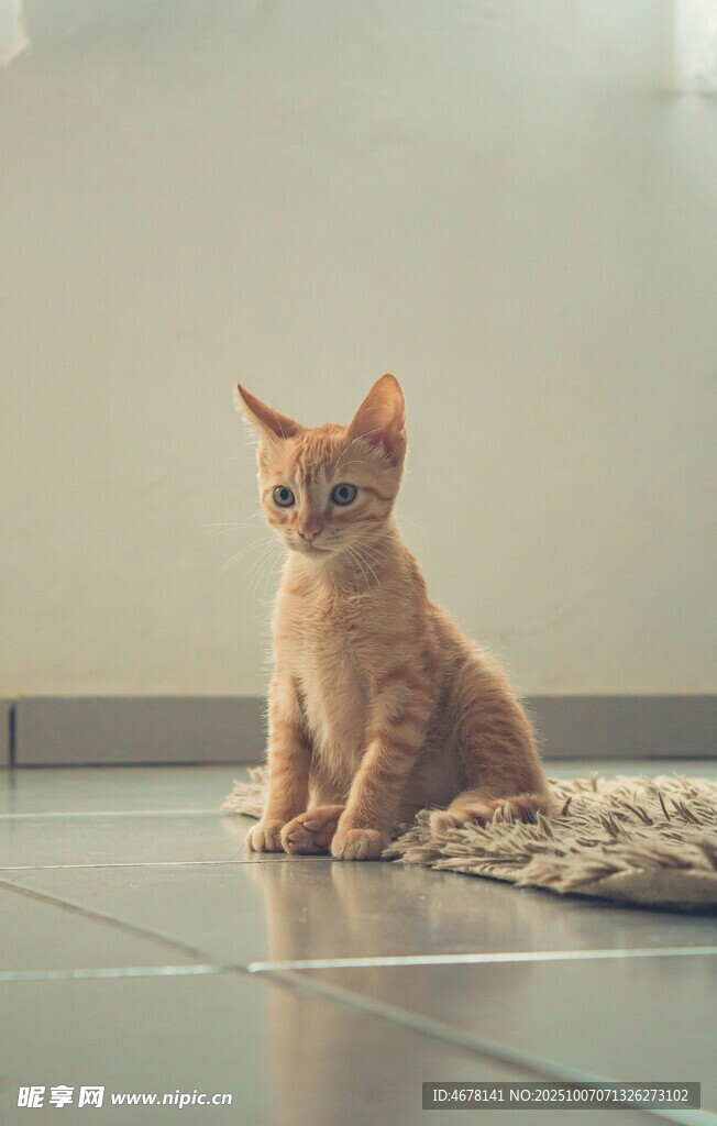 可爱橘猫安静端坐