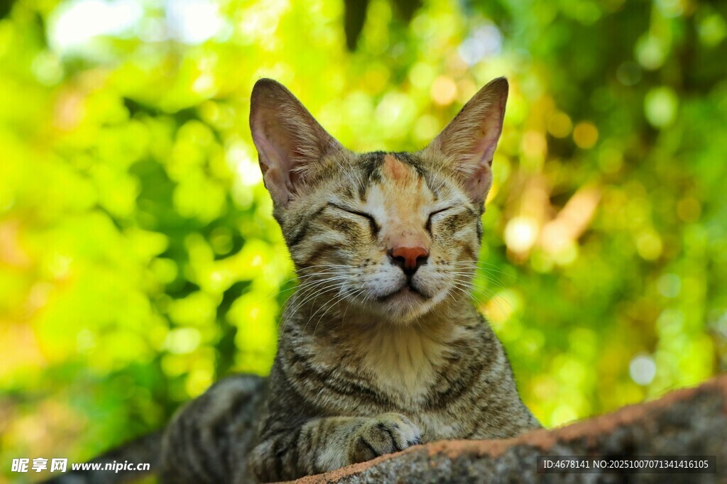 阳光下惬意的猫咪
