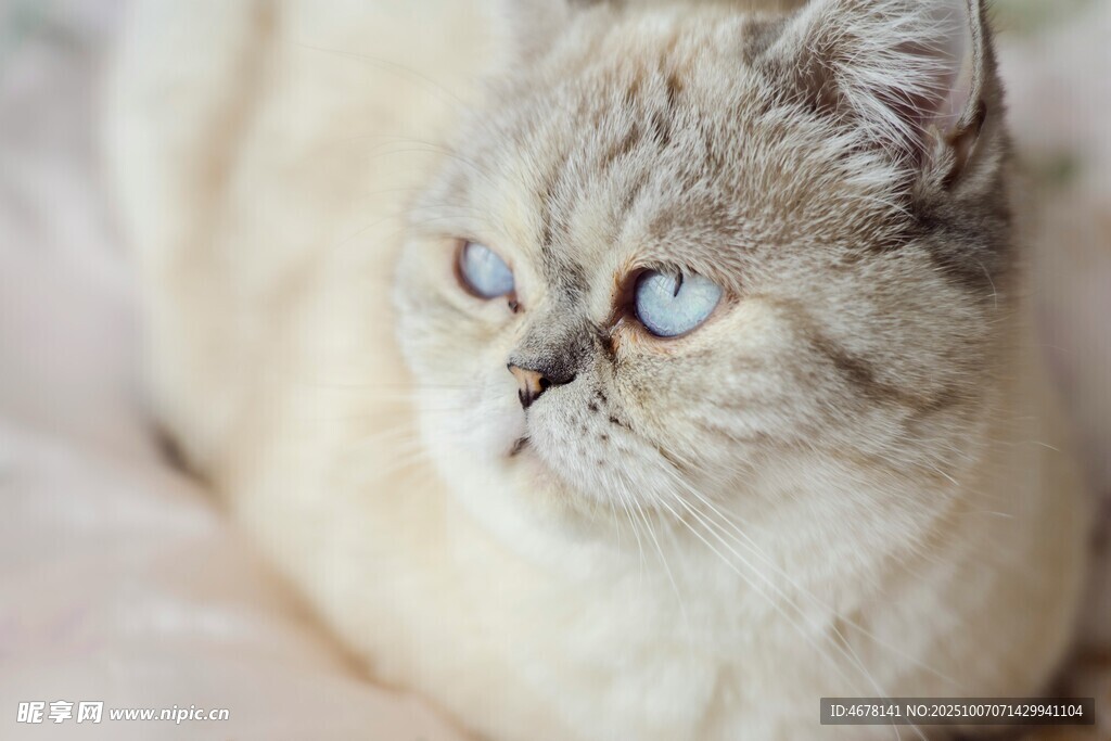 蓝眼萌猫惬意躺卧