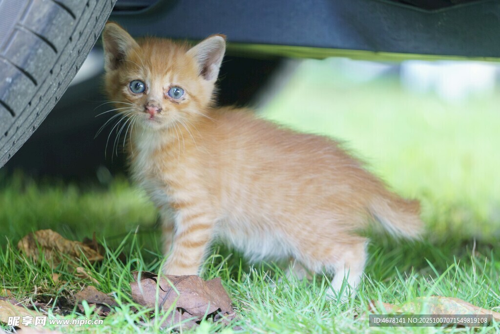 车底的小橘猫