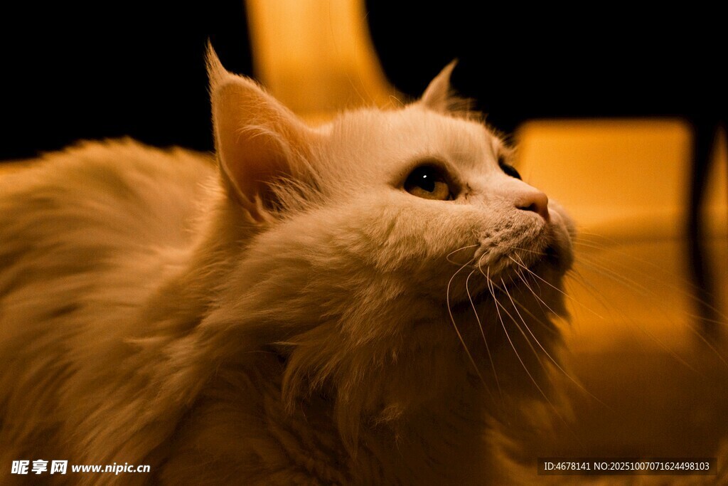 长毛猫咪仰头神态特写