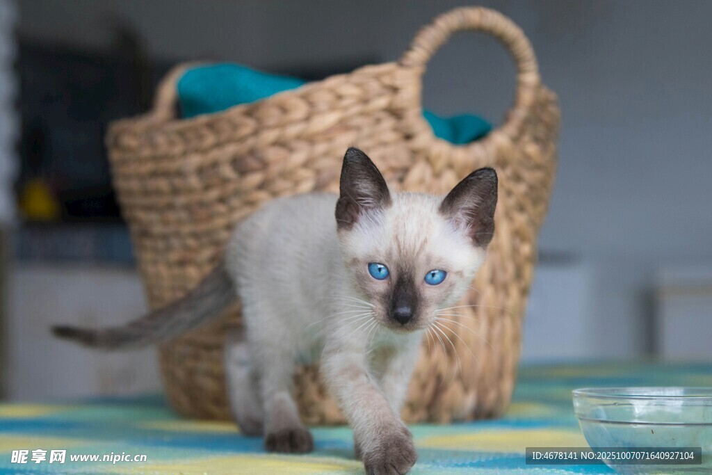 可爱小猫咪在编织篮旁