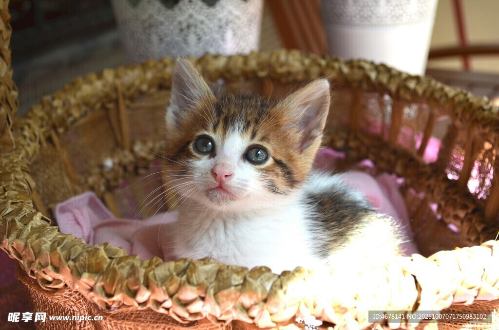 篮子里的可爱小猫咪