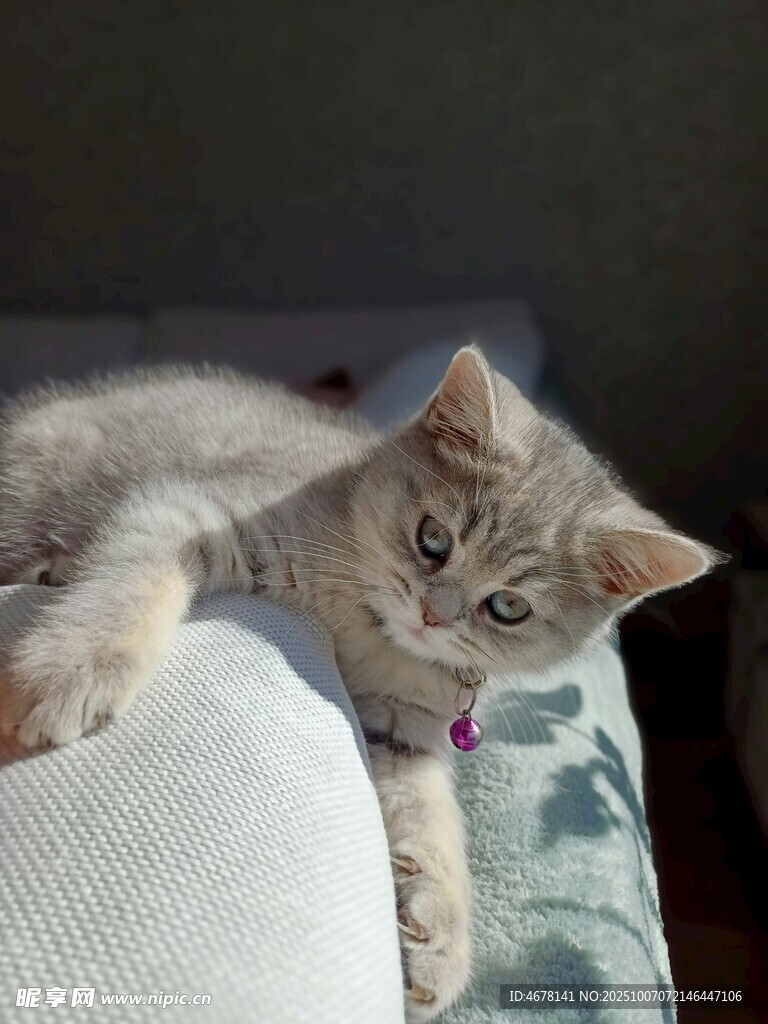 慵懒猫咪惬意躺沙发