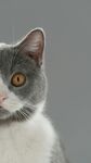 灰白萌猫特写