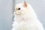 白色长毛猫侧颜特写