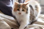 床上的三色长毛猫咪