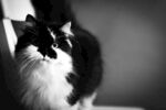 黑白长毛猫的优雅瞬间