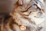 戴铃铛的可爱花纹猫咪