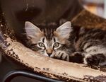 可爱小猫惬意躺卧