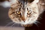 可爱猫咪特写