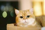 金渐层猫咪慵懒趴纸箱