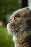 侧头凝望的可爱猫咪