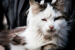 慵懒长毛猫惬意模样